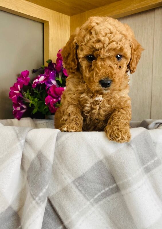 Cockapoo puppies for sale in Reading, Berkshire – KC registered, 9 months old - Image 3 of 3
