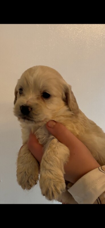 Cockapoo puppies for sale in Falkirk, Stirling and Falkirk – 4 weeks old