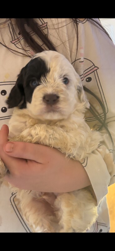 Cockapoo puppies for sale in Falkirk, Stirling And Falkirk – 11 weeks old - Image 2 of 4