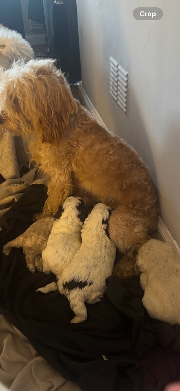 Cockapoo puppies for sale in Falkirk, Stirling And Falkirk – 11 weeks old - Image 3 of 4