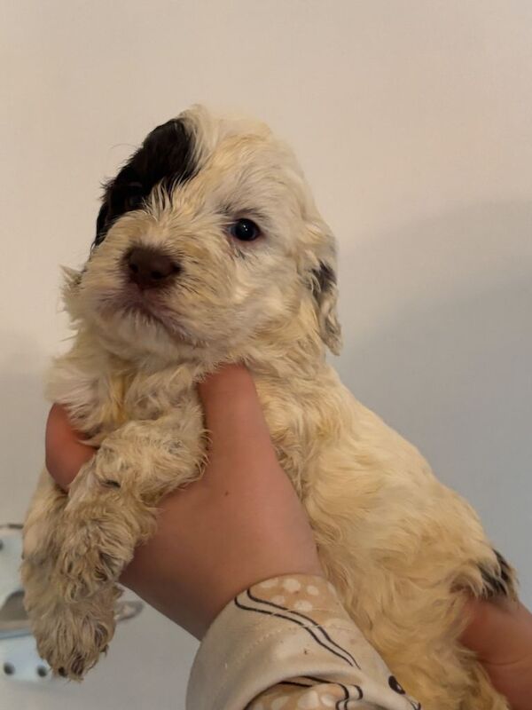 Cockapoo puppies for sale in Falkirk, Stirling And Falkirk – 11 weeks old - Image 4 of 4
