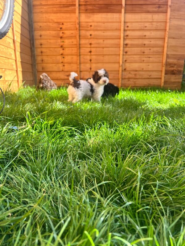 Gorgeous f1bb puppies for sale in Wellingborough, Northamptonshire | Image 2