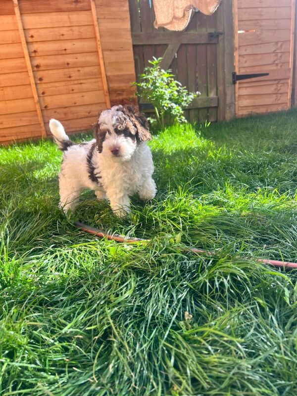 Cockapoo puppies for sale in Wellingborough, Northamptonshire – 9 months old - Image 3 of 6