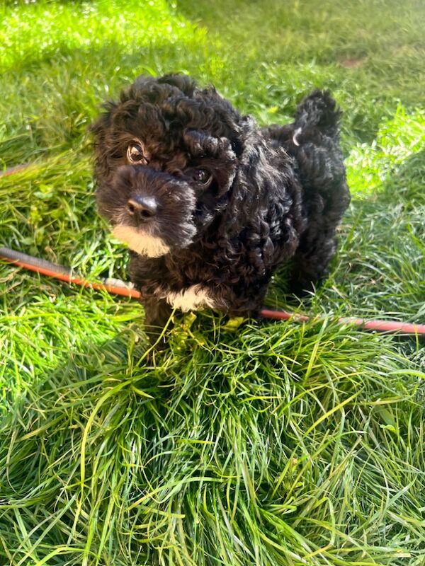 Gorgeous f1bb puppies for sale in Wellingborough, Northamptonshire | Image 4