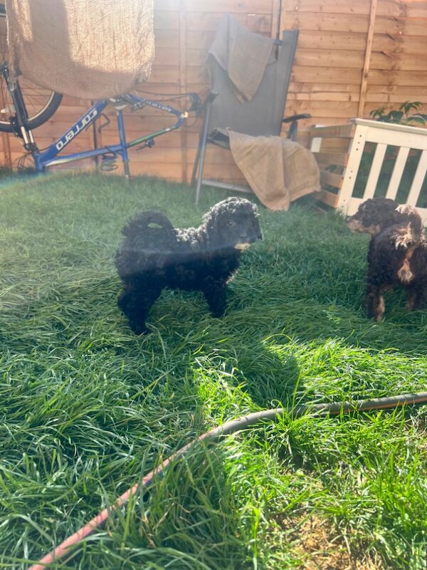 Cockapoo puppies for sale in Wellingborough, Northamptonshire – 9 months old - Image 5 of 6