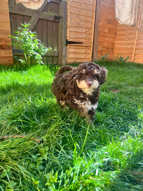 Cockapoo puppies for sale in Wellingborough, Northamptonshire – 9 months old - Image 6 of 6