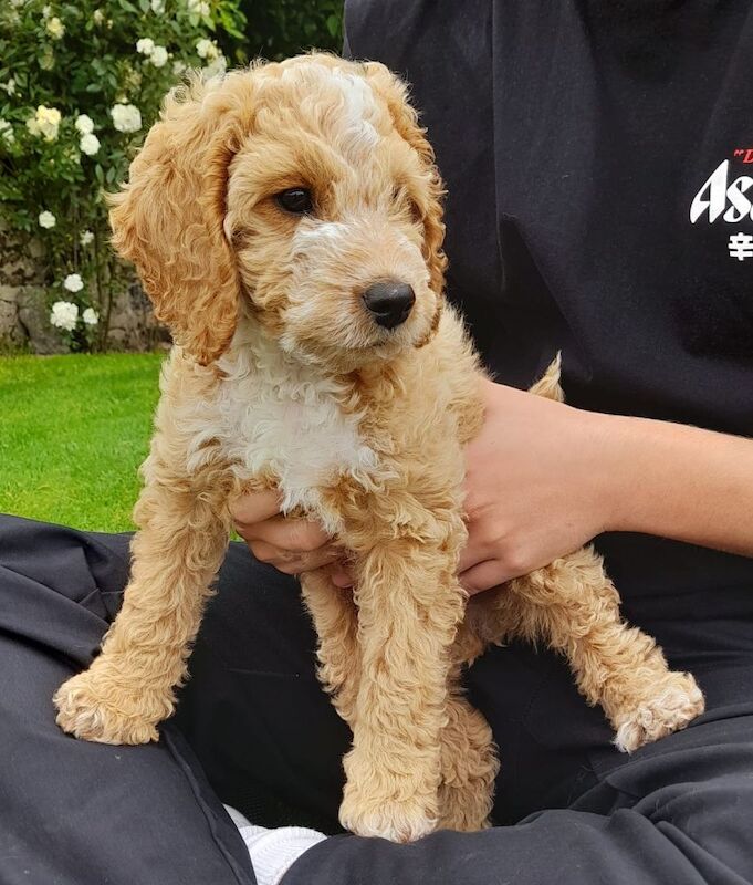 Gorgeous F2 cockapoo boy pup