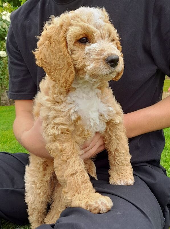 Gorgeous F2 cockapoo boy pup - Reserved - Image 2 of 5