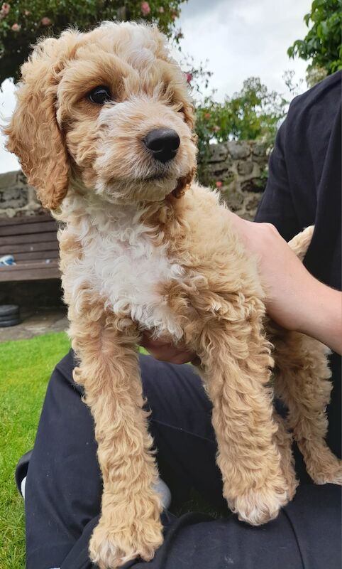 Gorgeous F2 cockapoo boy pup - Reserved - Image 3 of 5