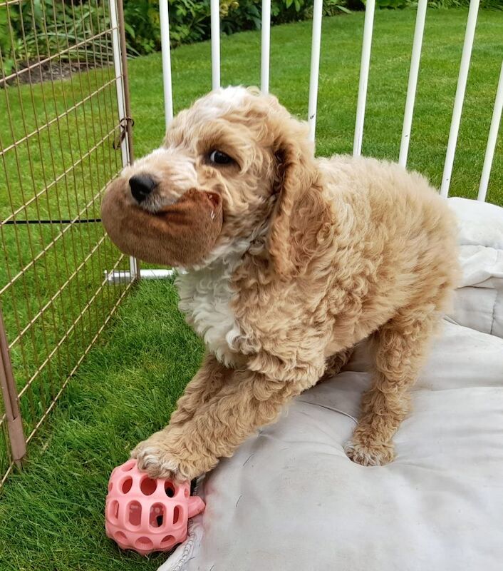 Gorgeous F2 cockapoo boy pup - Reserved - Image 4 of 5