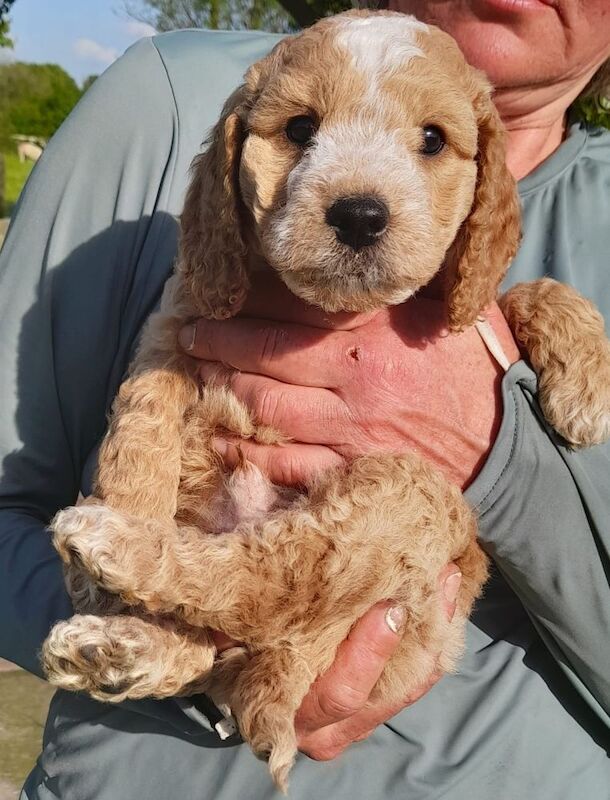 Gorgeous F2 cockapoo boy pup - Reserved - Image 5 of 5