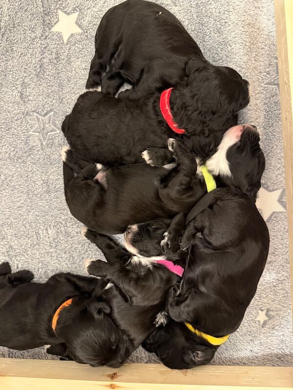 Cockapoo puppies for sale in Lanark, Lanarkshire – 2 weeks old