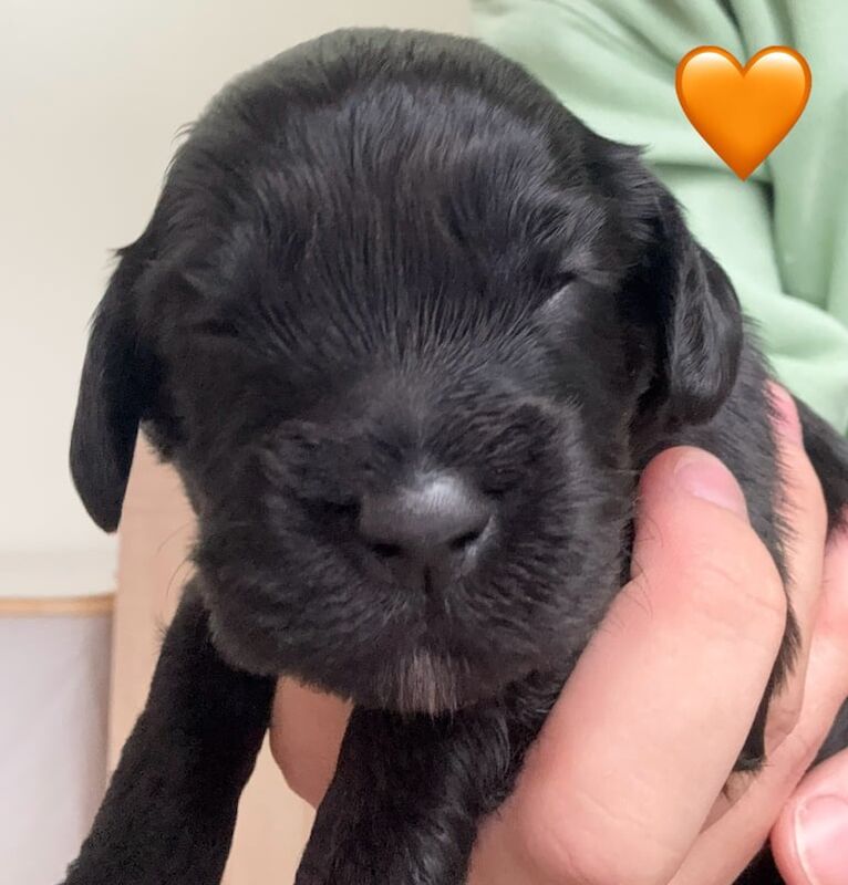Cockapoo puppies for sale in Lanark, Lanarkshire – 6 weeks old - Image 2 of 3