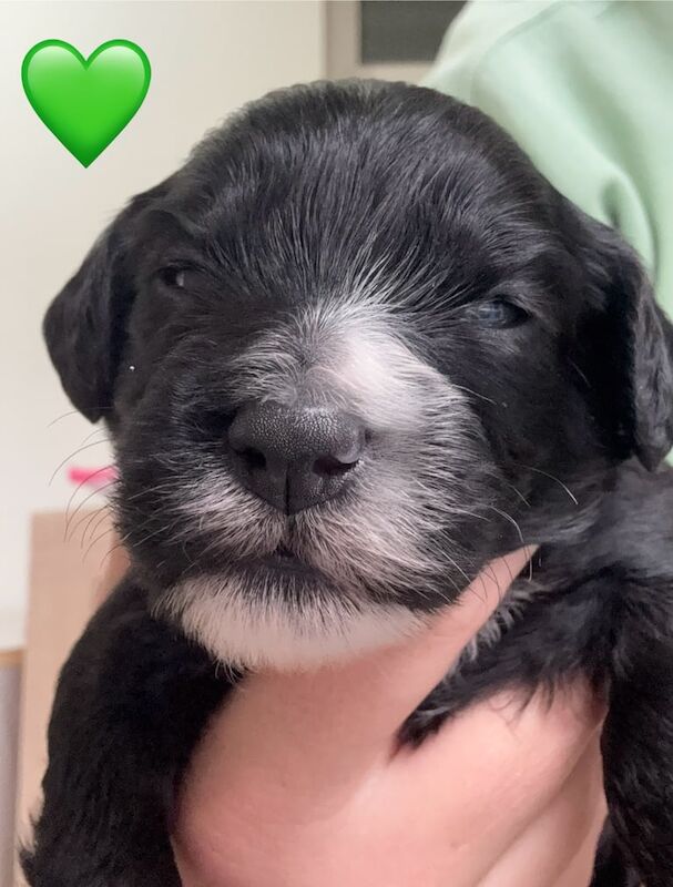 Cockapoo puppies for sale in Lanark, Lanarkshire – 6 weeks old - Image 3 of 3