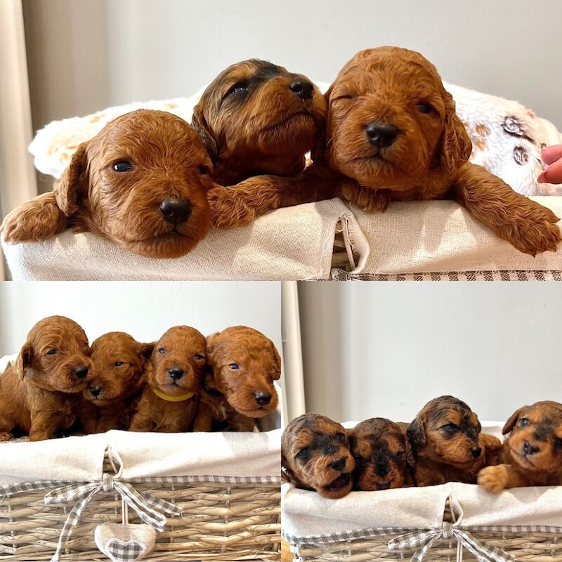 Cockapoo puppies for sale in Midsomer Norton, Somerset – 2 weeks old