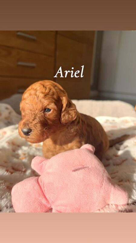 Cockapoo puppies for sale in Midsomer Norton, Somerset – 2 weeks old - Image 2 of 15