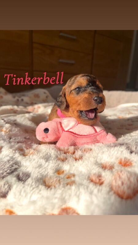 Cockapoo puppies for sale in Midsomer Norton, Somerset – 2 weeks old - Image 3 of 15