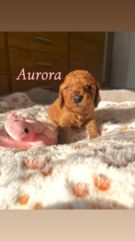 Cockapoo puppies for sale in Midsomer Norton, Somerset – 2 weeks old - Image 4 of 15