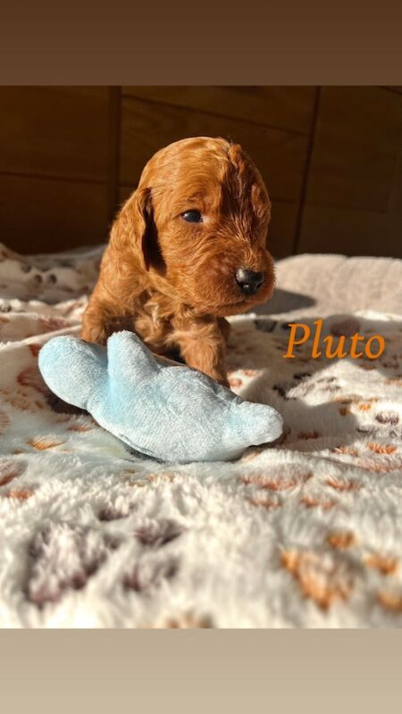 Cockapoo puppies for sale in Midsomer Norton, Somerset – 2 weeks old - Image 5 of 15