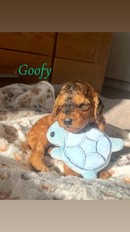 Cockapoo puppies for sale in Midsomer Norton, Somerset – 2 weeks old - Image 6 of 15