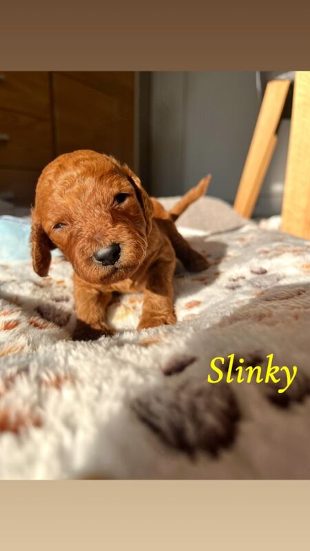 Cockapoo puppies for sale in Midsomer Norton, Somerset – 2 weeks old - Image 7 of 15
