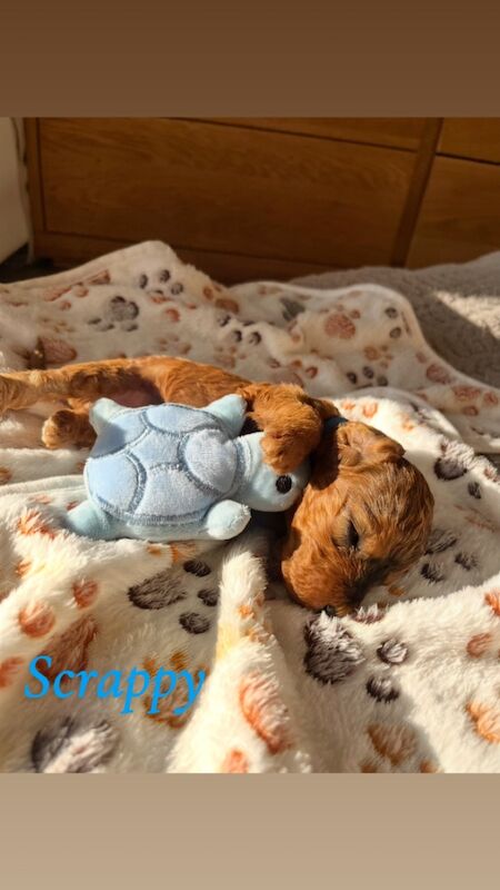 Cockapoo puppies for sale in Midsomer Norton, Somerset – 2 weeks old - Image 8 of 15