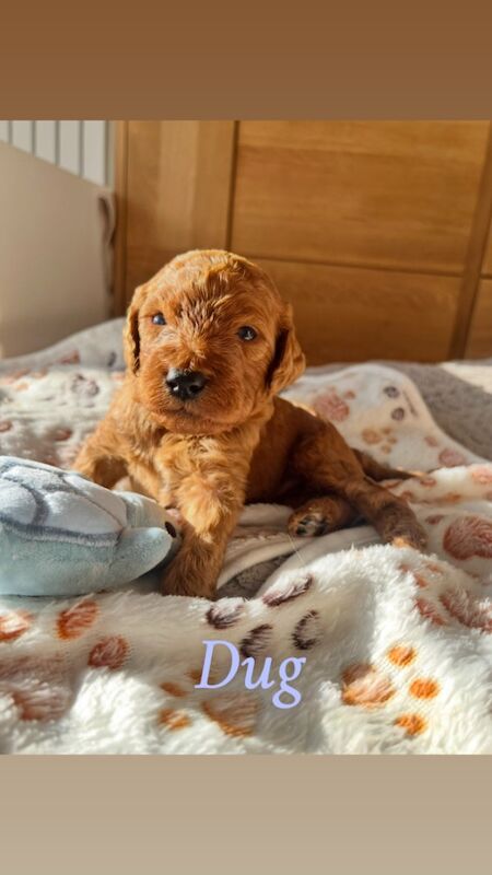 Cockapoo puppies for sale in Midsomer Norton, Somerset – 2 weeks old - Image 9 of 15
