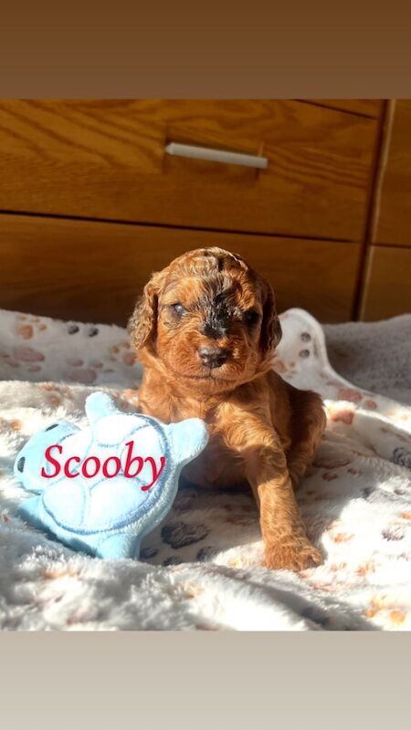 Cockapoo puppies for sale in Midsomer Norton, Somerset – 2 weeks old - Image 10 of 15