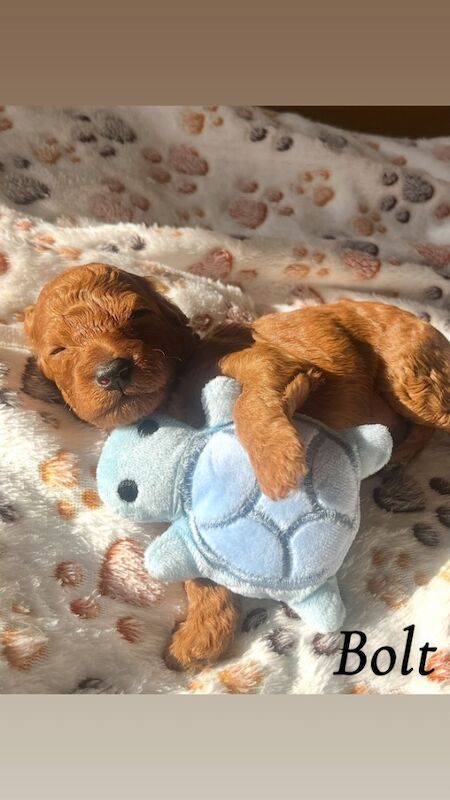 Cockapoo puppies for sale in Midsomer Norton, Somerset – 2 weeks old - Image 11 of 15