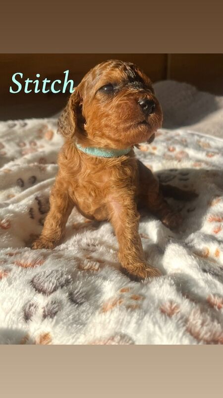 Cockapoo puppies for sale in Midsomer Norton, Somerset – 2 weeks old - Image 12 of 15