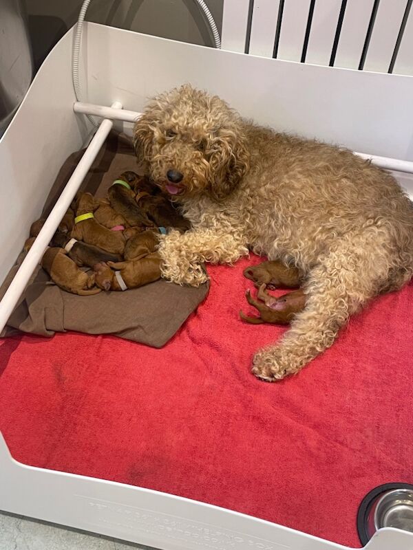 Cockapoo puppies for sale in Midsomer Norton, Somerset – 2 weeks old - Image 13 of 15