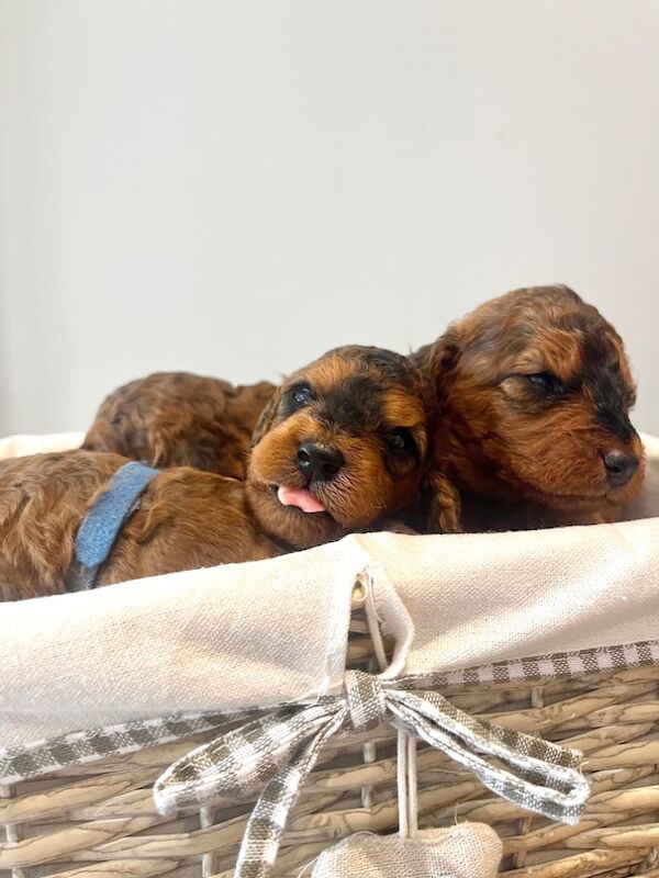 Cockapoo puppies for sale in Midsomer Norton, Somerset – 2 weeks old - Image 14 of 15