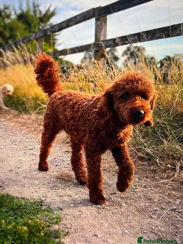 Cockapoo puppies for sale in Midsomer Norton, Somerset – 2 weeks old - Image 15 of 15