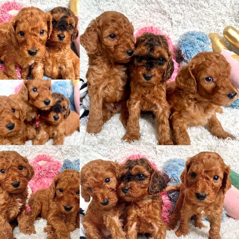 Cockapoo puppies for sale in Midsomer Norton, Somerset – 4 weeks old