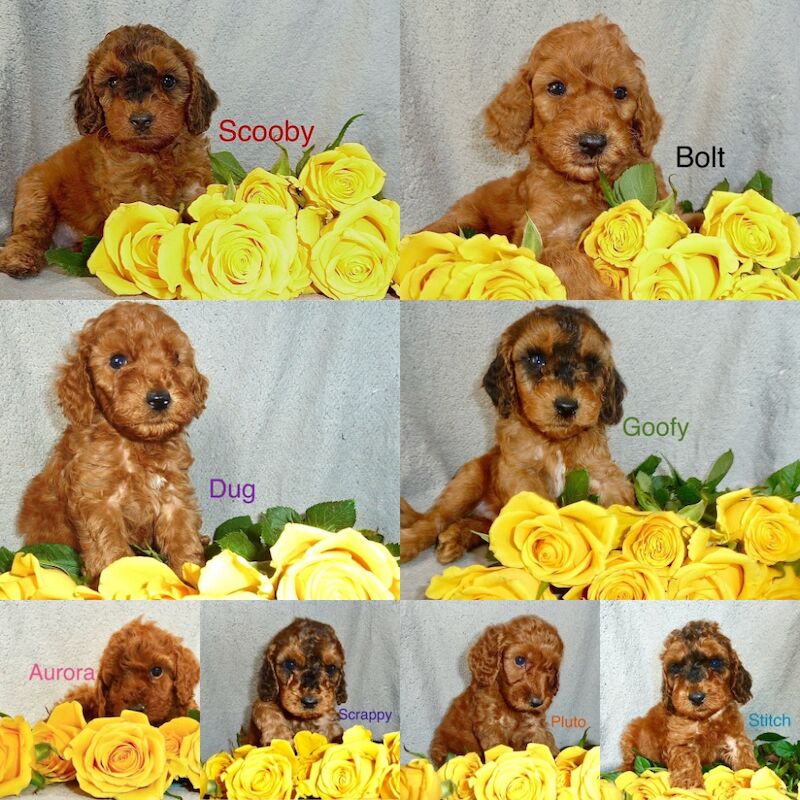 Cockapoo puppies for sale in Midsomer Norton, Somerset – 5 weeks old