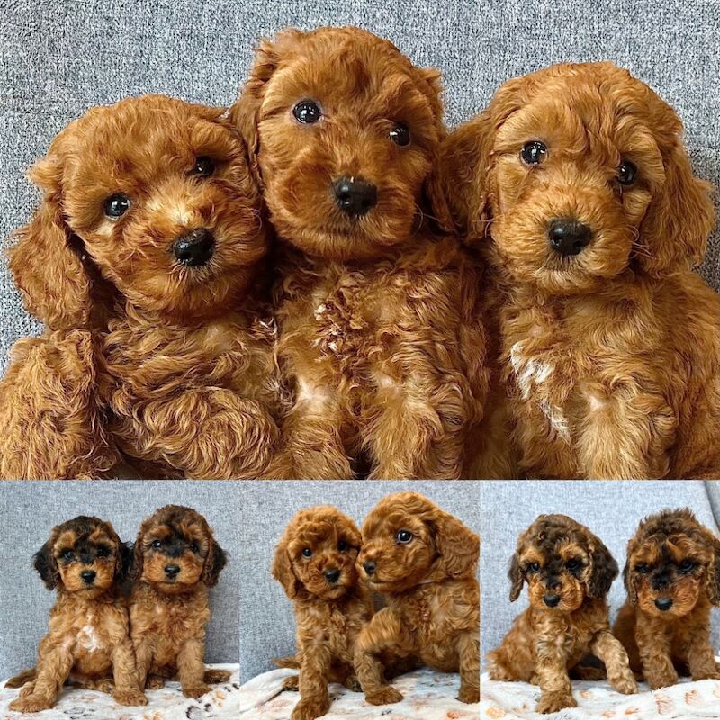 Cockapoo puppies for sale in Midsomer Norton, Somerset – 6 weeks old