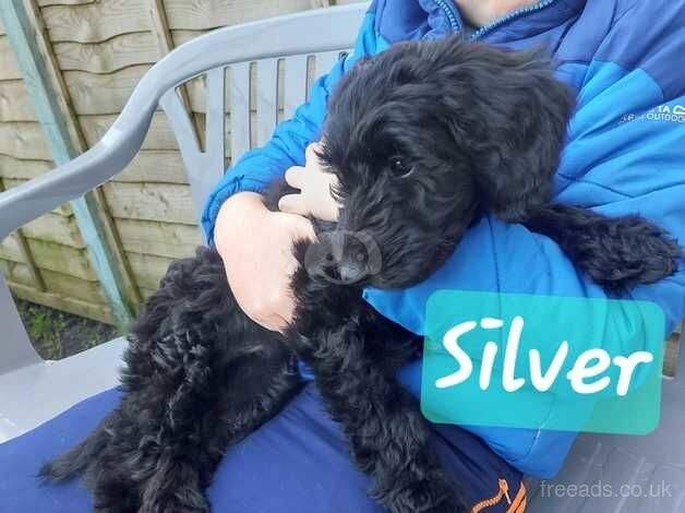 Cockapoo puppies for sale in Swansea – 1 year old - Image 2 of 5