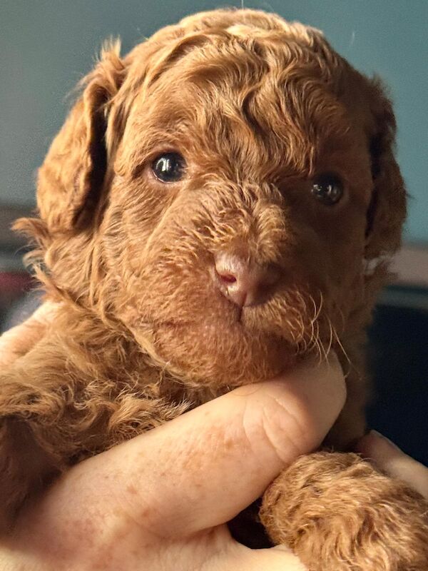 Gorgeous Fox Red F1bb Cockapoo Puppies for sale in Brighton and Hove, East Sussex