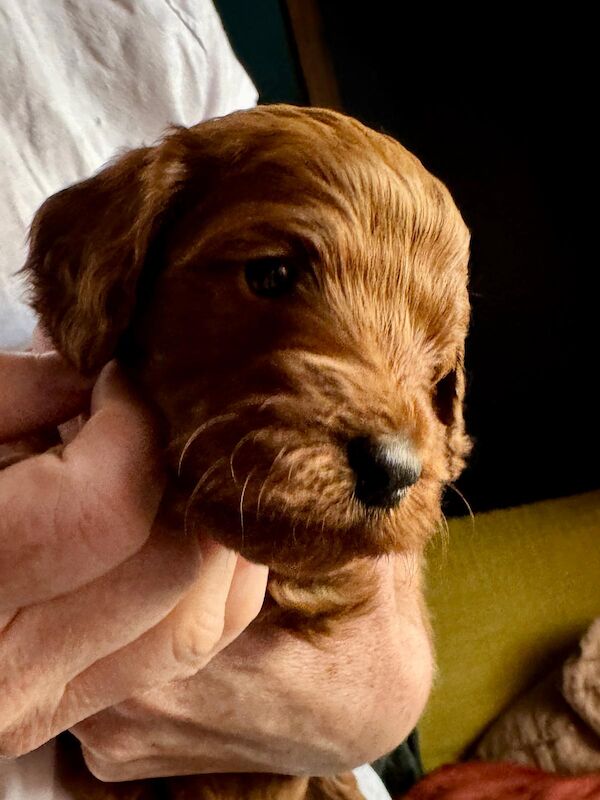 Gorgeous Fox Red F1b Cockapoo Puppies for sale in Brighton and Hove, East Sussex | Image 2