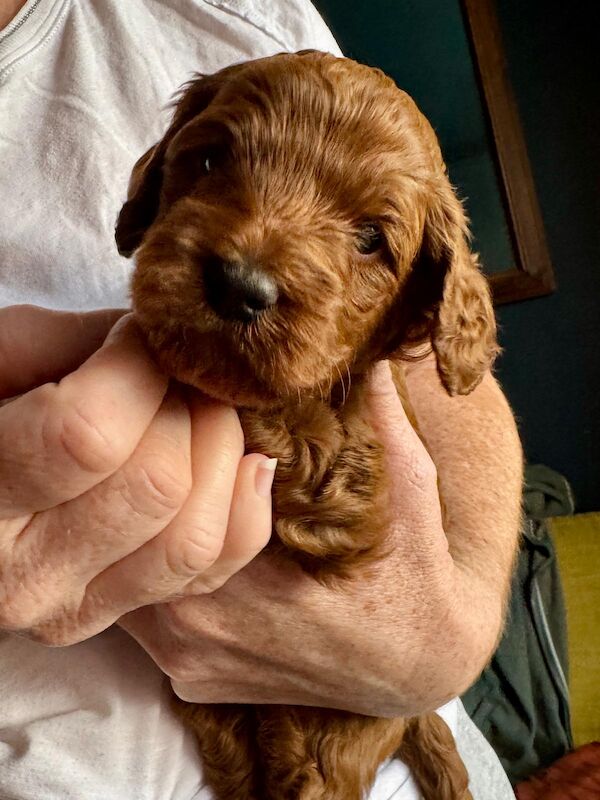 Gorgeous Fox Red F1b Cockapoo Puppies for sale in Brighton and Hove, East Sussex | Image 4
