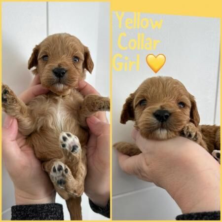 Cockapoo puppies for sale in Goldthorpe, South Yorkshire – 1 year old - Image 4 of 5