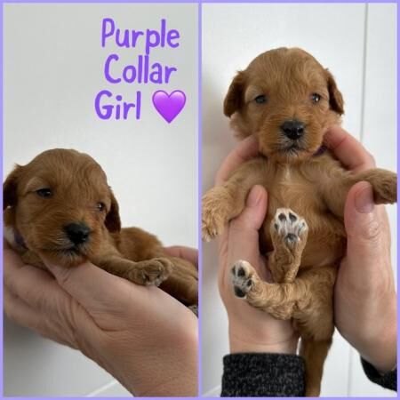 Cockapoo puppies for sale in Goldthorpe, South Yorkshire – 1 year old - Image 5 of 5