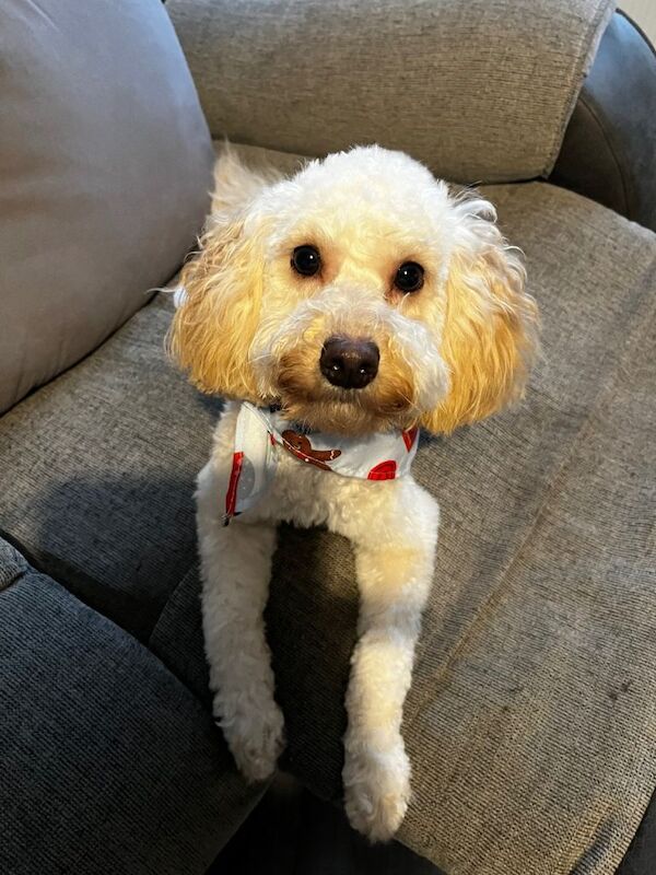 Cockapoo puppies for sale in Kingston upon Hull, East Riding of Yorkshire – 9 months old