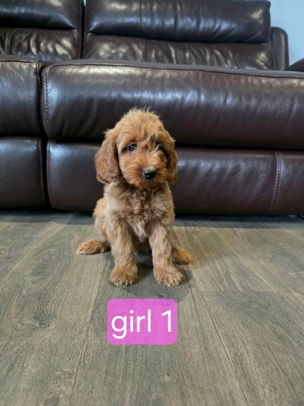 Gorgeous litter of Cockapoo pups ️