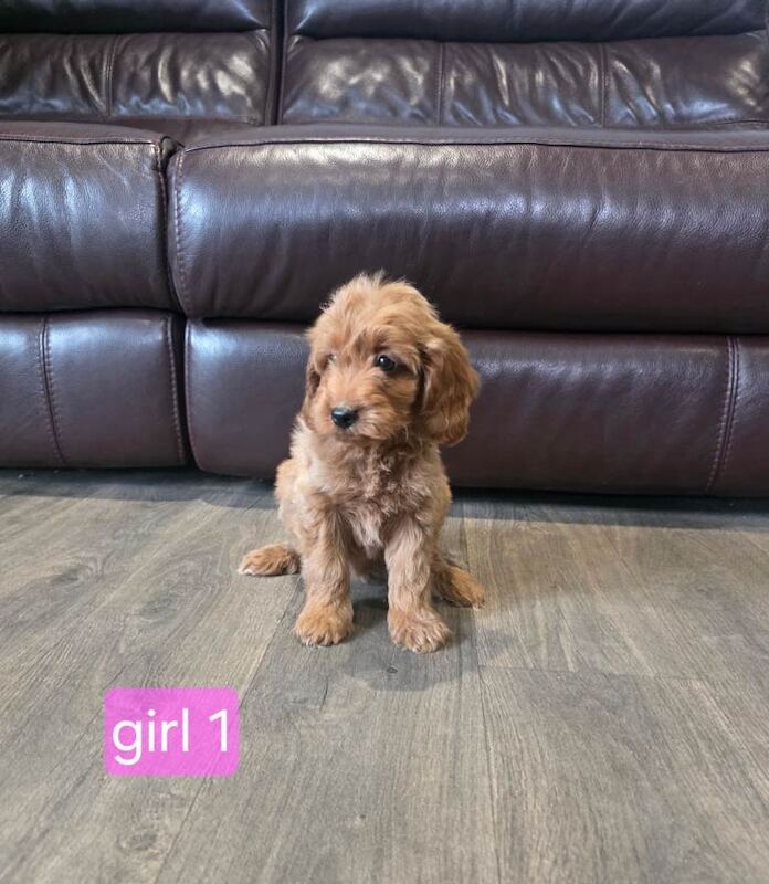 Gorgeous litter of Cockapoo pups ️ - Image 2 of 3
