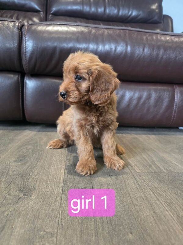 Gorgeous litter of Cockapoo pups ️ - Image 3 of 3