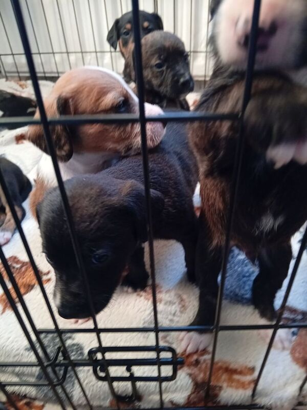 Cockapoo puppies for sale in Newmains, Lanarkshire – 9 months old - Image 2 of 3