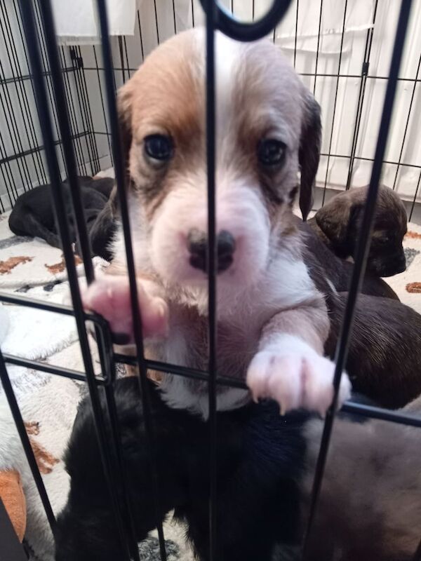 Cockapoo puppies for sale in Newmains, Lanarkshire – 9 months old - Image 3 of 3