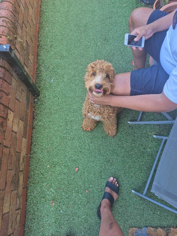 Cockapoo puppies for sale in Liverpool, Merseyside – KC registered, 1 year old - Image 2 of 5