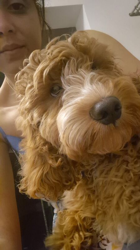 Cockapoo puppies for sale in Liverpool, Merseyside – KC registered, 1 year old - Image 3 of 5